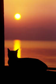 solar_cat.jpg